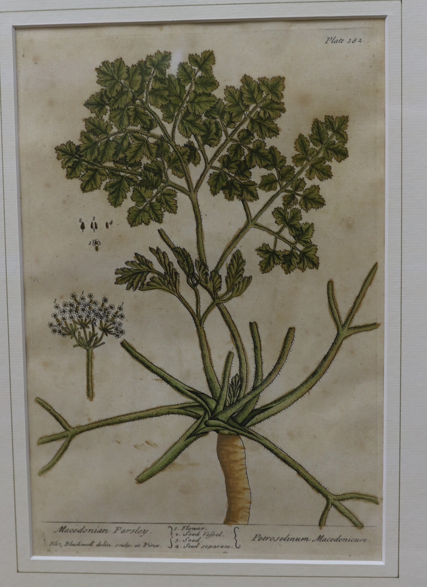 Albertus Seba (1665-1736), four hand coloured engravings, Snakes and Lizards from 'Locupltissimi', visible sheet 32 x 49cm
